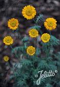 Anthemis sancti-johannis